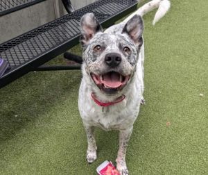 Bruno Australian Cattle Dog / Blue Heeler Dog