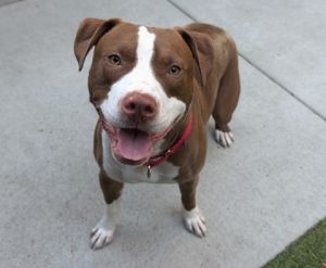 What my friends at Seattle Humane say about me I am a young boy who loves to play with toys