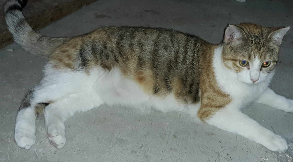 Florence, an adoptable Domestic Short Hair in Urbandale, IA, 50322 | Photo Image 1