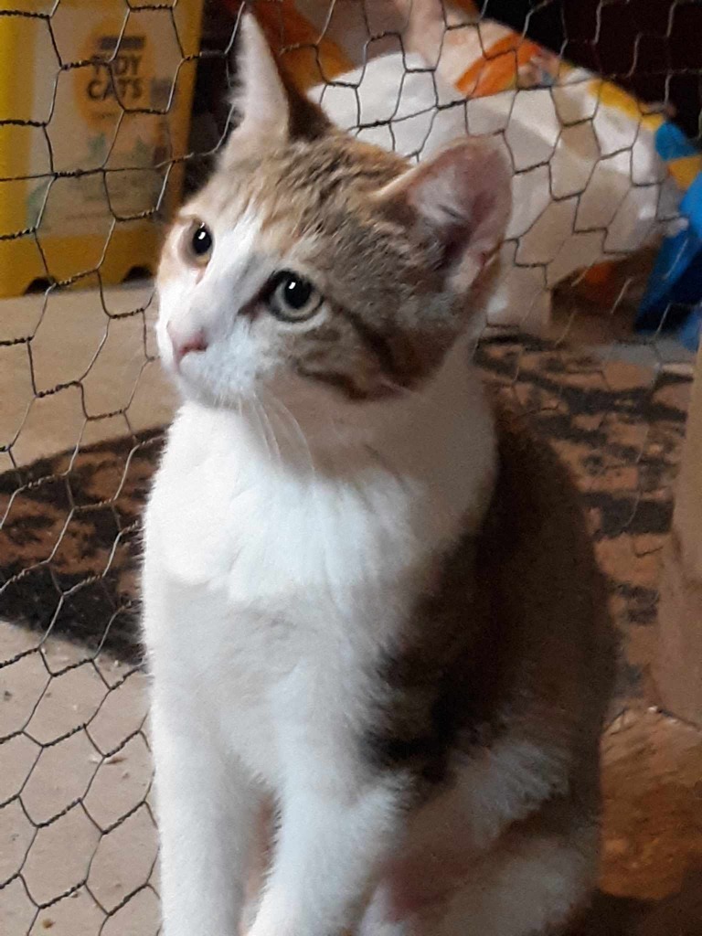 Florence, an adoptable Domestic Short Hair in Urbandale, IA, 50322 | Photo Image 2