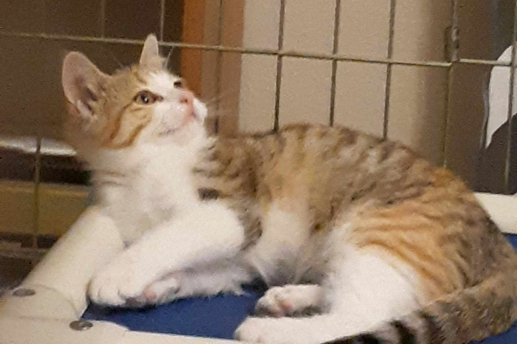 Florence, an adoptable Domestic Short Hair in Urbandale, IA, 50322 | Photo Image 3