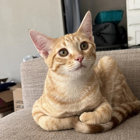 Manny, an adoptable Domestic Short Hair in Bismarck, ND, 58507 | Photo Image 1