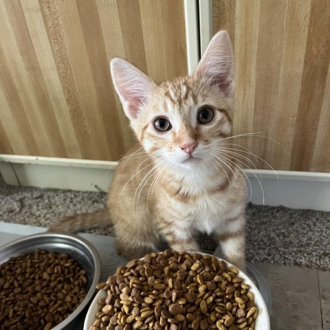 Manny, an adoptable Domestic Short Hair in Bismarck, ND, 58507 | Photo Image 2