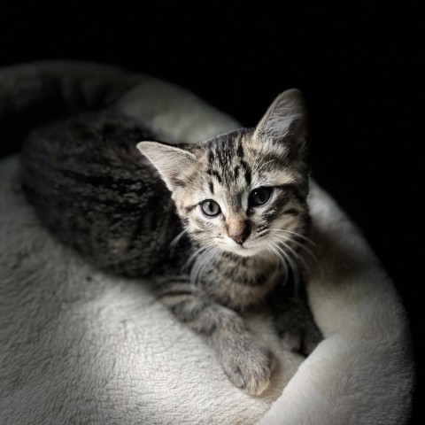 Marita, an adoptable Domestic Short Hair in Bismarck, ND, 58507 | Photo Image 1