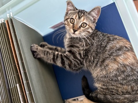 Hadley, an adoptable Domestic Short Hair in Bismarck, ND, 58507 | Photo Image 1