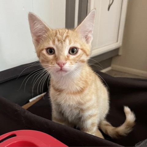 Freddy, an adoptable Domestic Short Hair in Bismarck, ND, 58507 | Photo Image 1