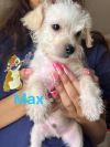 Max photo 2