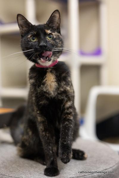 Bella, an adoptable Tortoiseshell in Parlier, CA, 93648 | Photo Image 2