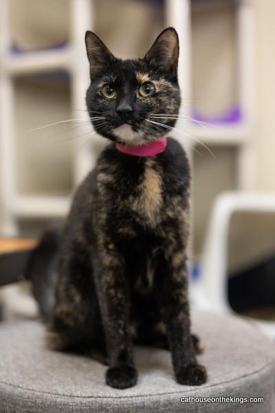 Bella, an adoptable Tortoiseshell in Parlier, CA, 93648 | Photo Image 3