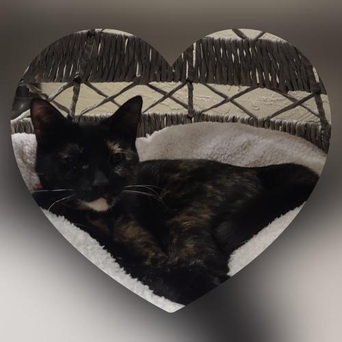 Bella, an adoptable Tortoiseshell in Parlier, CA, 93648 | Photo Image 4