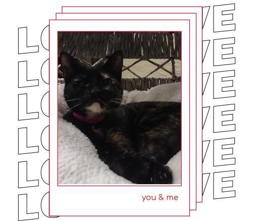 Bella, an adoptable Tortoiseshell in Parlier, CA, 93648 | Photo Image 5
