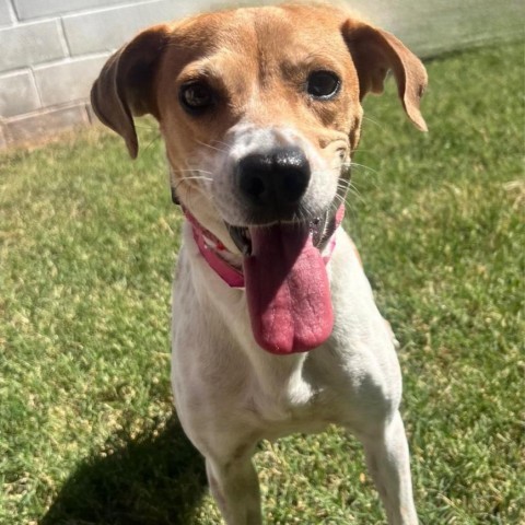 Leila, an adoptable Terrier, Mixed Breed in Laredo, TX, 78041 | Photo Image 1