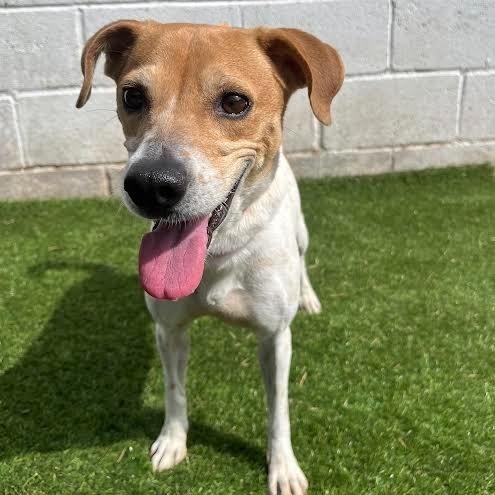 Leila, an adoptable Terrier, Mixed Breed in Laredo, TX, 78041 | Photo Image 1