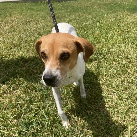 Leila, an adoptable Terrier, Mixed Breed in Laredo, TX, 78041 | Photo Image 2