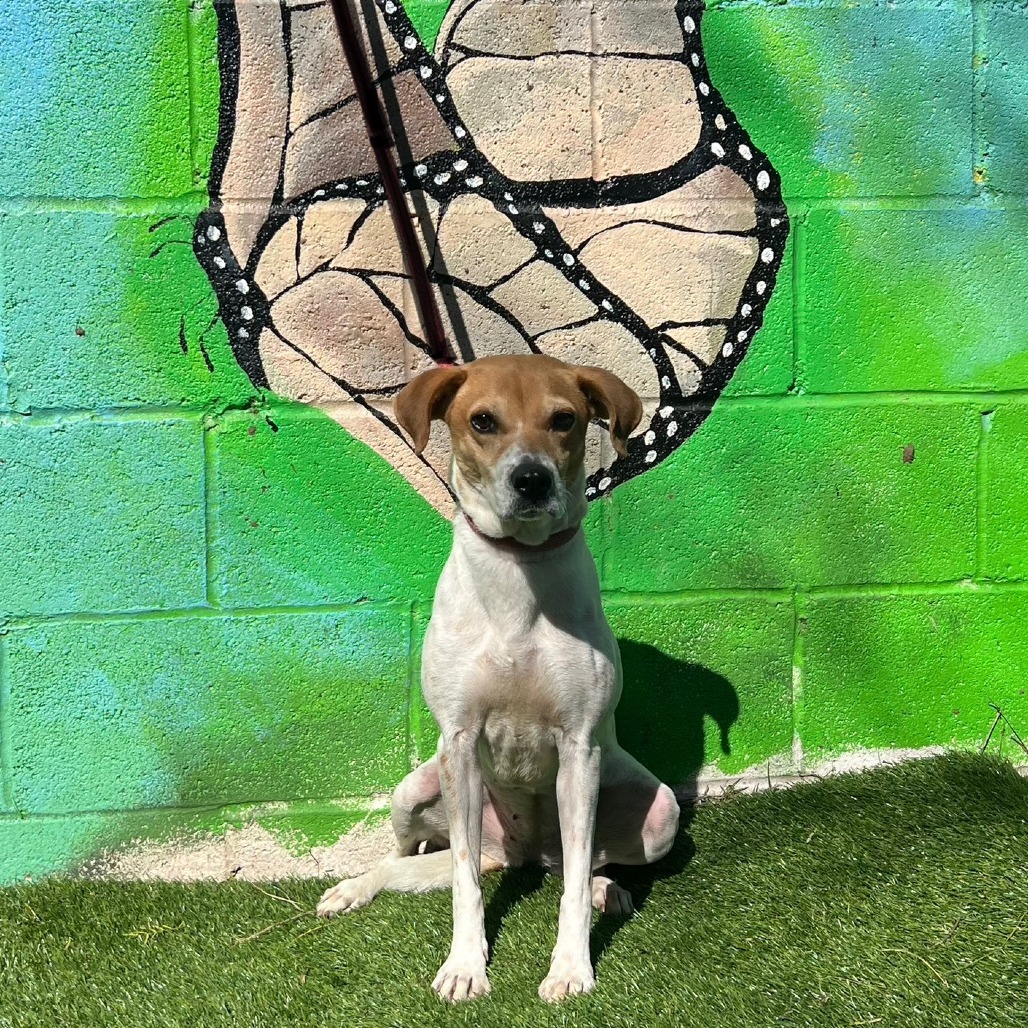 Leila, an adoptable Terrier, Mixed Breed in Laredo, TX, 78041 | Photo Image 3