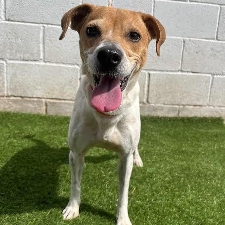 Leila, an adoptable Terrier, Mixed Breed in Laredo, TX, 78041 | Photo Image 4