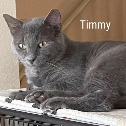 Timmy 1