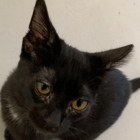 Blueberry, an adoptable Domestic Short Hair in Fort Bragg, CA, 95437 | Photo Image 1