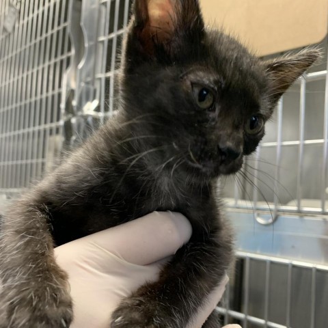 Blueberry, an adoptable Domestic Short Hair in Fort Bragg, CA, 95437 | Photo Image 3