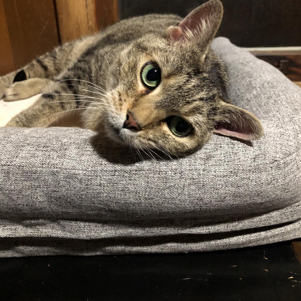 Dora, an adoptable Domestic Short Hair in Saint Paul, MN, 55105 | Photo Image 1