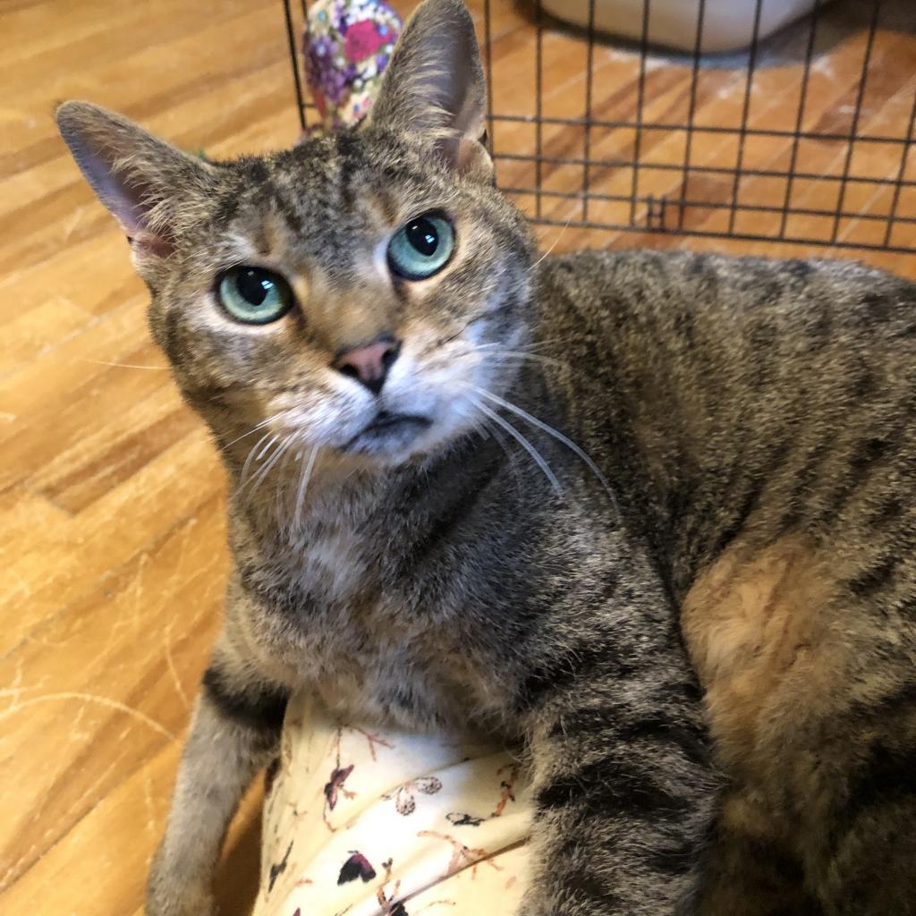 Dora, an adoptable Domestic Short Hair in Saint Paul, MN, 55105 | Photo Image 2