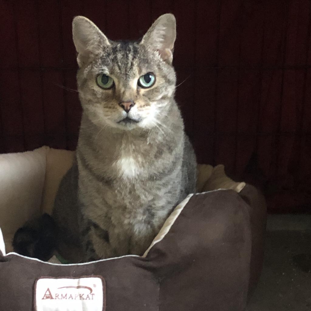 Dora, an adoptable Domestic Short Hair in Saint Paul, MN, 55105 | Photo Image 3