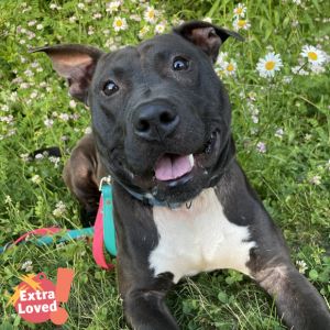 Yogi, Adult Male Mixed Breed