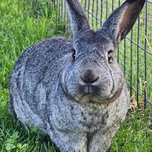 Remington, Adult Male Silver