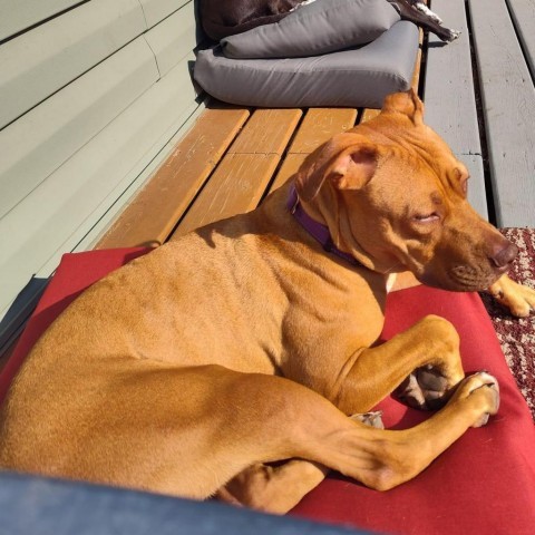 Mylee, an adoptable Pit Bull Terrier in Brainerd, MN, 56401 | Photo Image 1