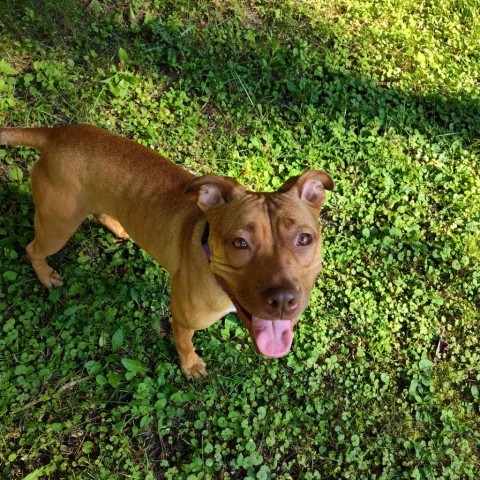 Mylee, an adoptable Pit Bull Terrier in Brainerd, MN, 56401 | Photo Image 2