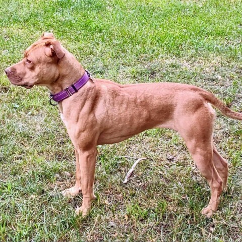 Mylee, an adoptable Pit Bull Terrier in Brainerd, MN, 56401 | Photo Image 4