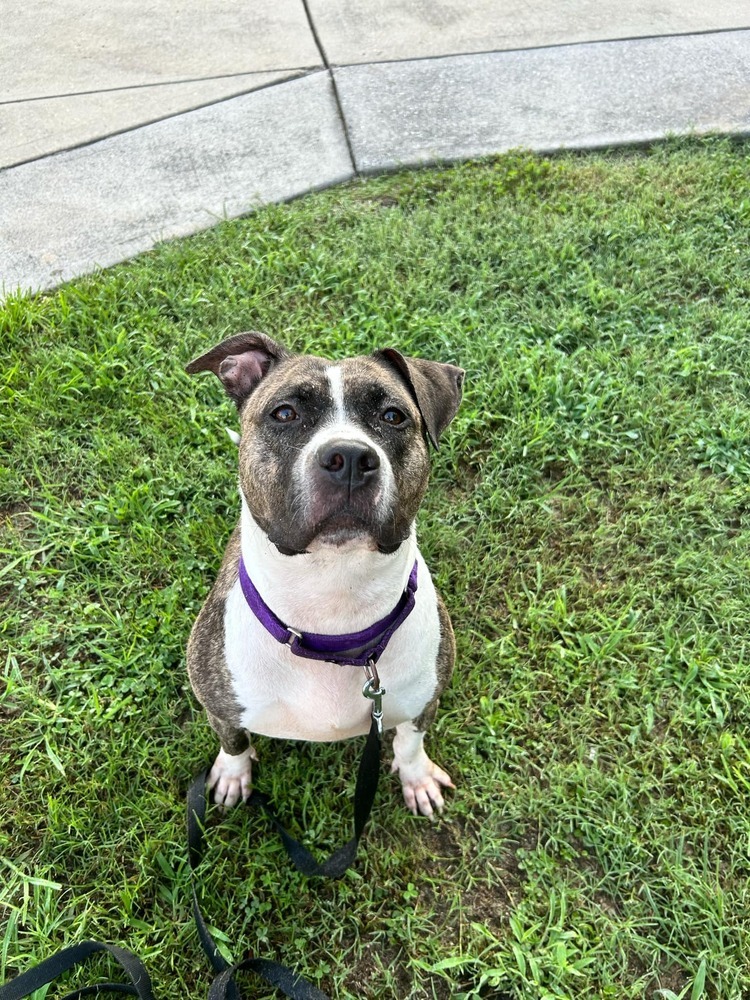 Queen, an adoptable American Staffordshire Terrier in Wendell, NC, 27591 | Photo Image 1