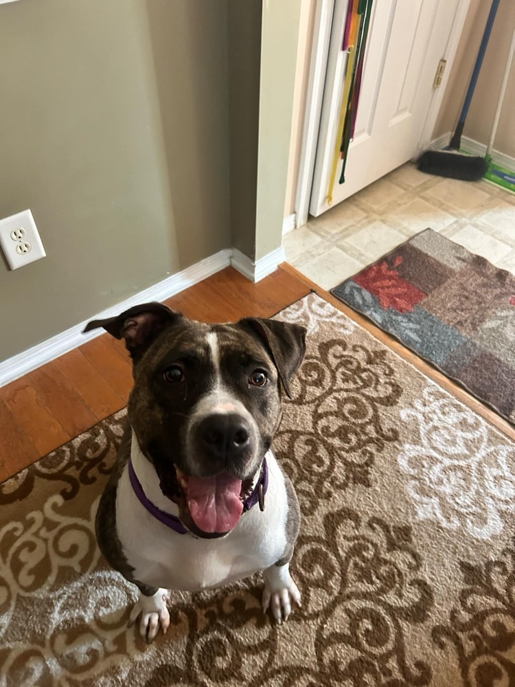 Queen, an adoptable American Staffordshire Terrier in Wendell, NC, 27591 | Photo Image 2