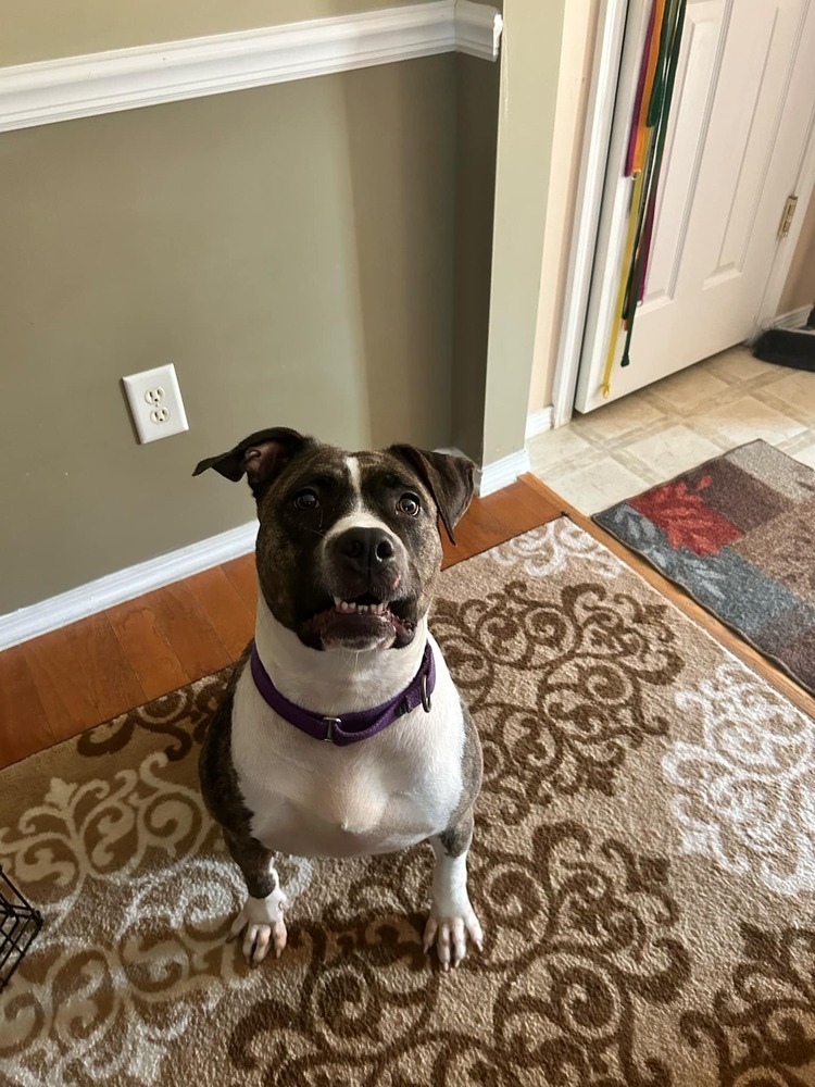 Queen, an adoptable American Staffordshire Terrier in Wendell, NC, 27591 | Photo Image 3