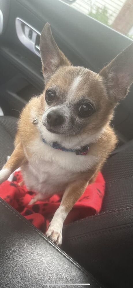 Taco