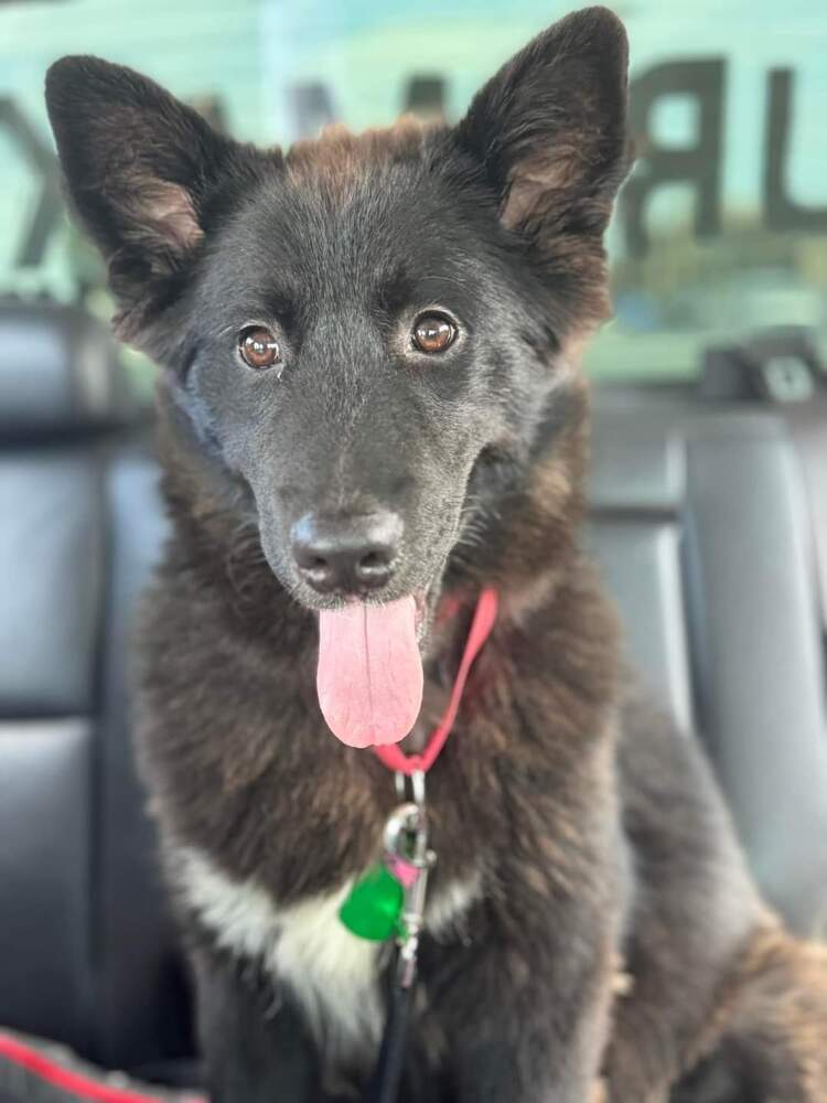 Thor, an adoptable German Shepherd Dog in Suamico, WI, 54173 | Photo Image 1