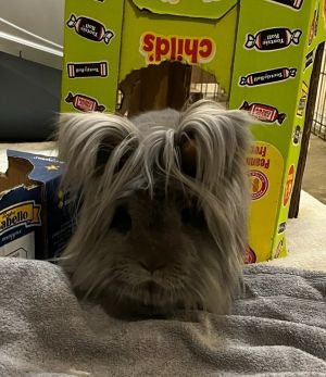 Rockette, Adult Female Lionhead