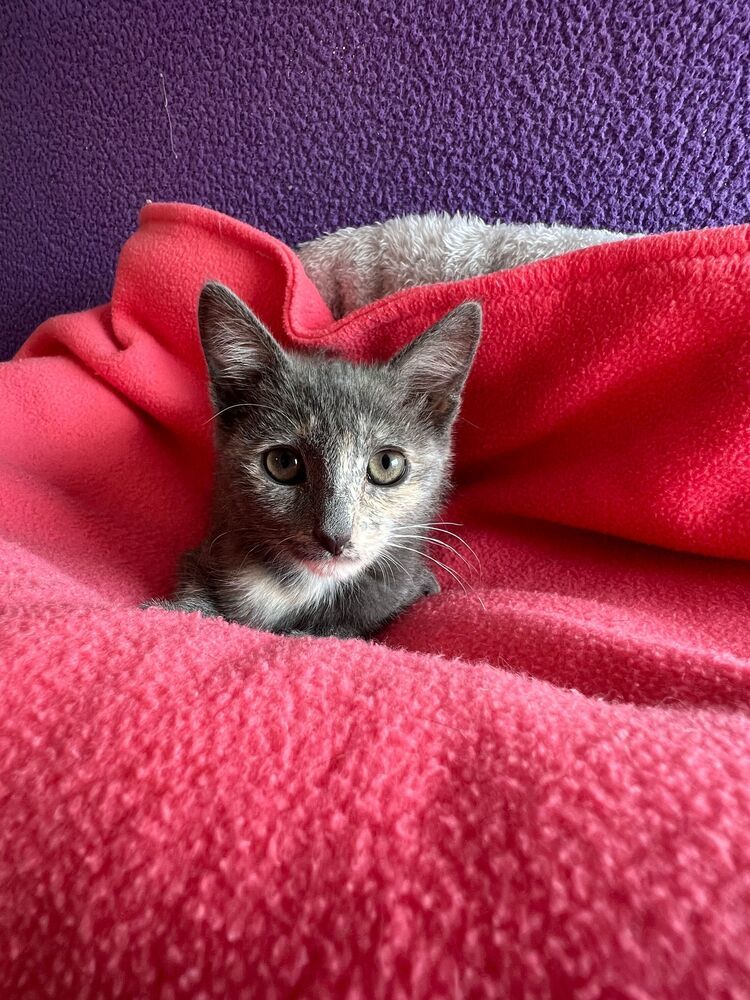 Ko, an adoptable Domestic Short Hair in McPherson, KS, 67460 | Photo Image 1