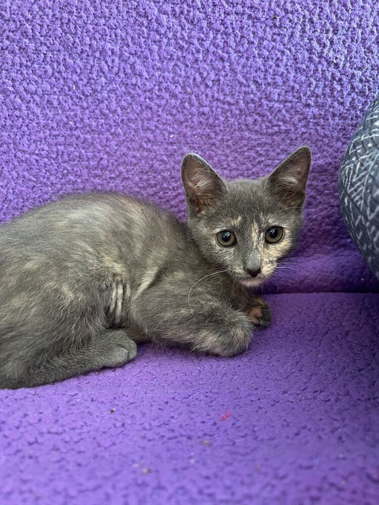 Ko, an adoptable Domestic Short Hair in McPherson, KS, 67460 | Photo Image 3