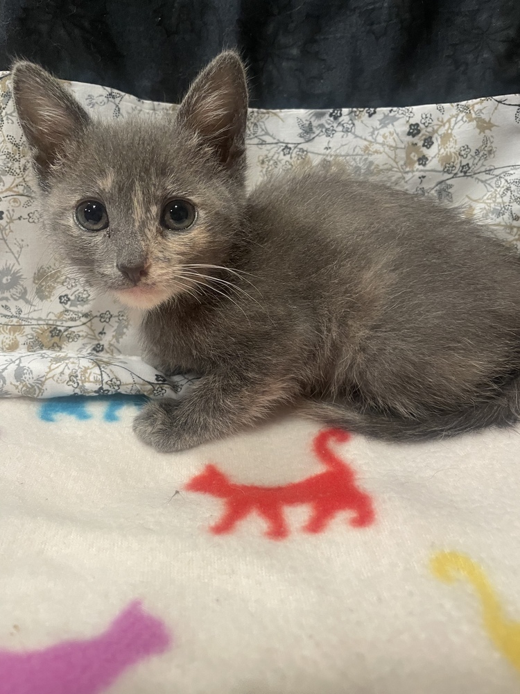 Ko, an adoptable Domestic Short Hair in McPherson, KS, 67460 | Photo Image 5