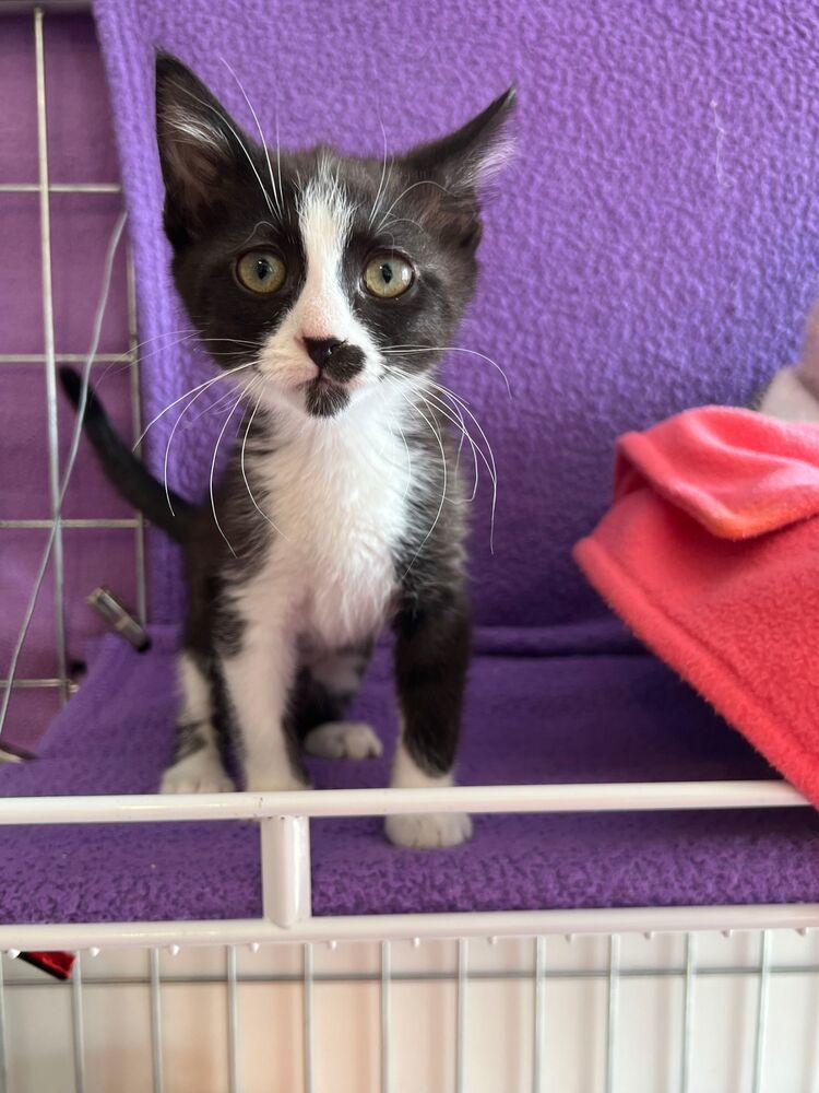 Missy, an adoptable Domestic Short Hair in McPherson, KS, 67460 | Photo Image 1