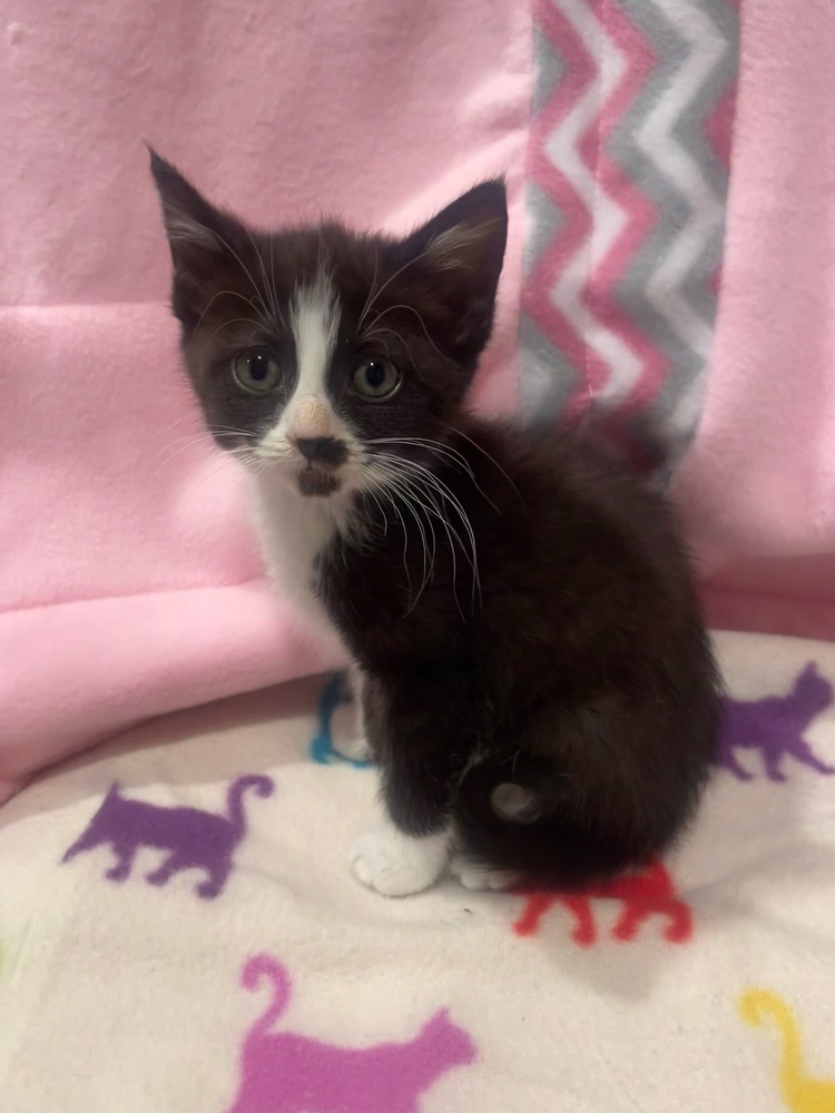 Missy, an adoptable Domestic Short Hair in McPherson, KS, 67460 | Photo Image 3