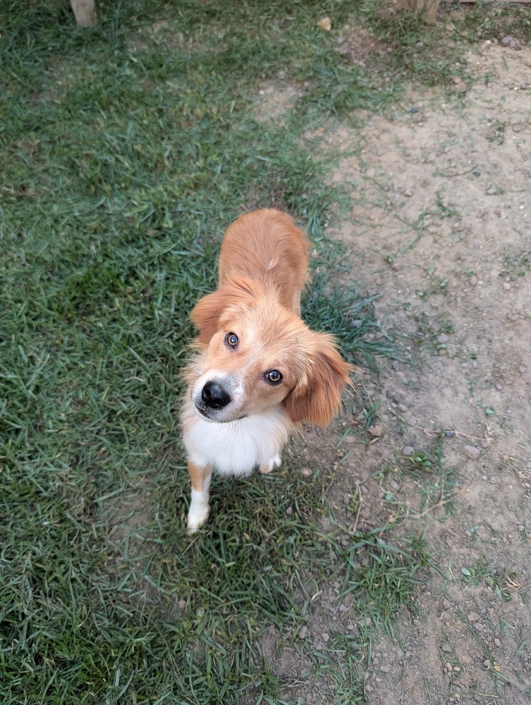 Jovi, an adoptable Australian Shepherd in Aulac, NB, E4L 2X2 | Photo Image 1