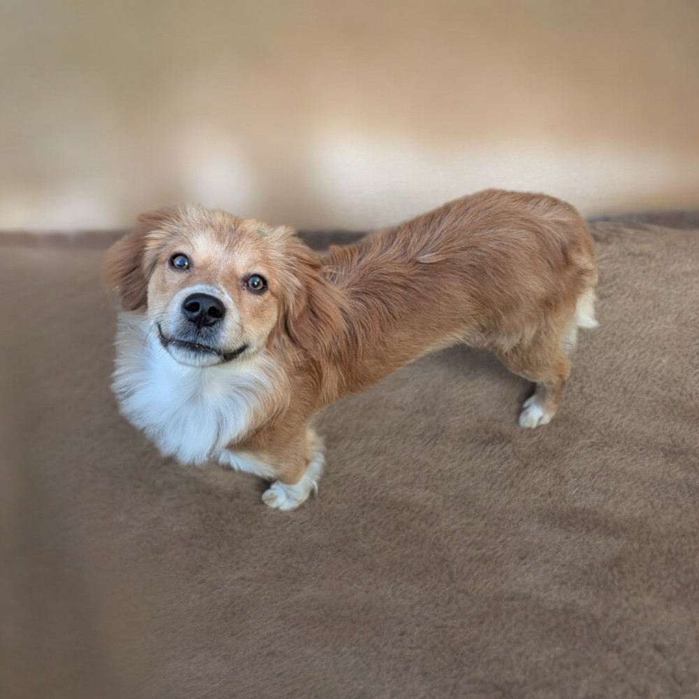 Jovi, an adoptable Australian Shepherd in Aulac, NB, E4L 2X2 | Photo Image 2