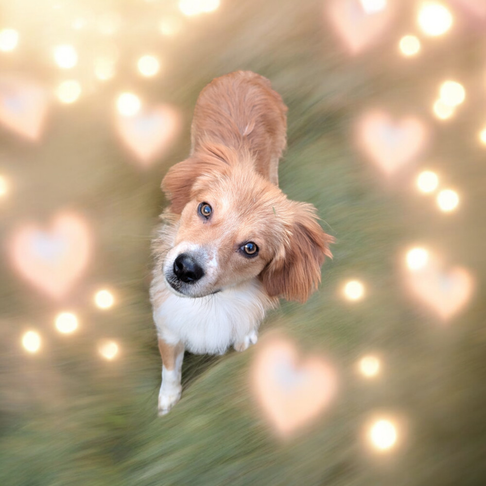 Jovi, an adoptable Australian Shepherd in Aulac, NB, E4L 2X2 | Photo Image 4