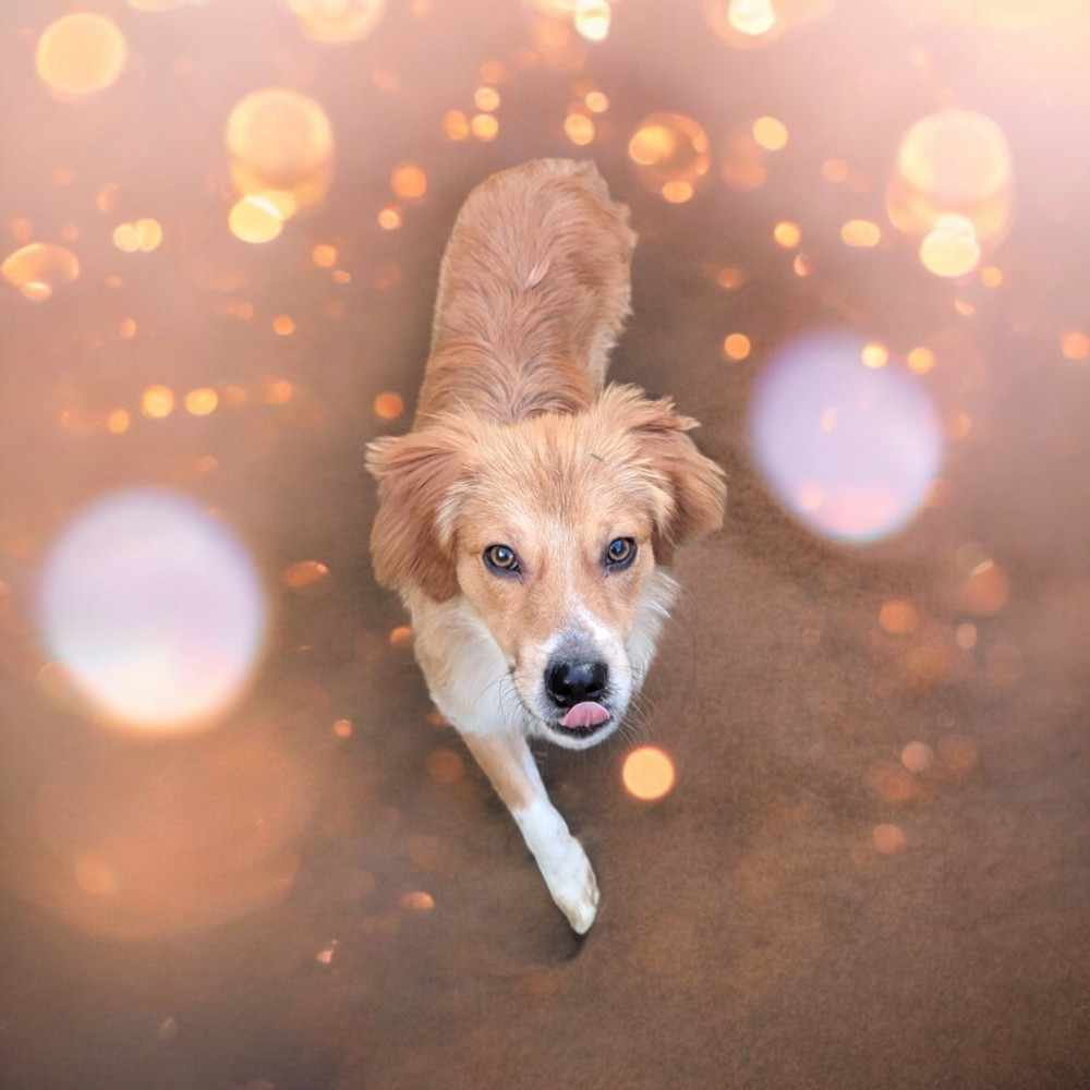 Jovi, an adoptable Australian Shepherd in Aulac, NB, E4L 2X2 | Photo Image 5