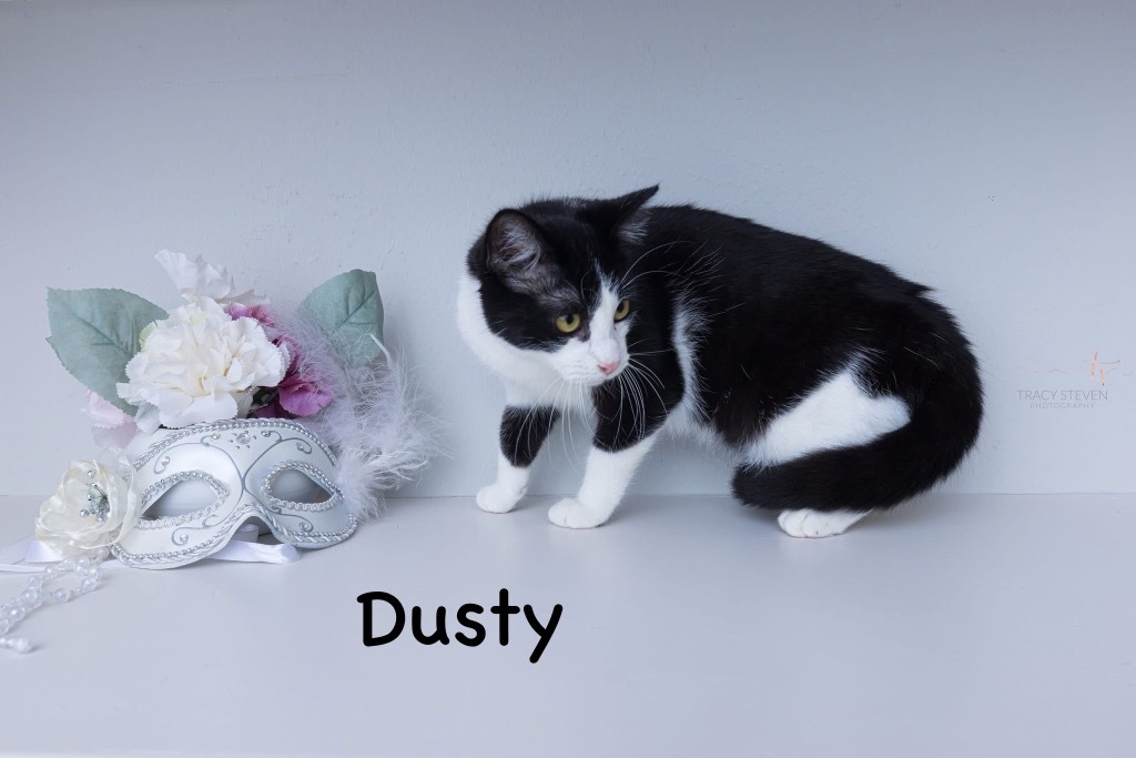 Dusty