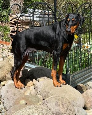 Sadie Doberman Pinscher Dog