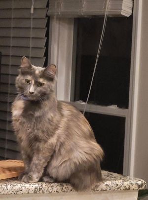 Mimi - Lovely Spunky/fun Fem with Mona Lisa Smile! Domestic Medium Hair Cat