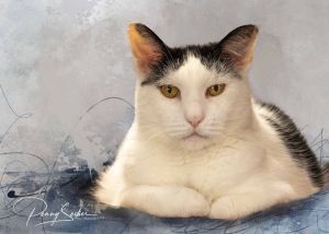 Pedro, Senior Male Domestic Short Hair